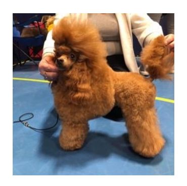 Parasienta poodles top